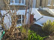 Wisteria Road, Hither Green